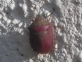 Eurygaster testudinaria